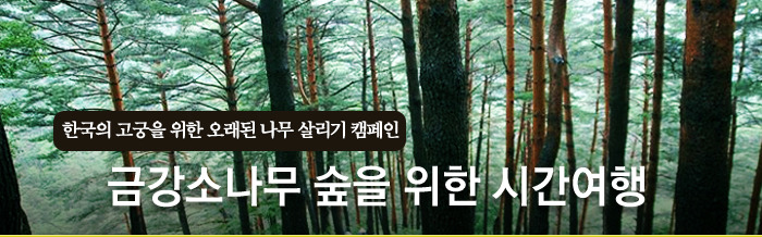 소나무숲 이미지