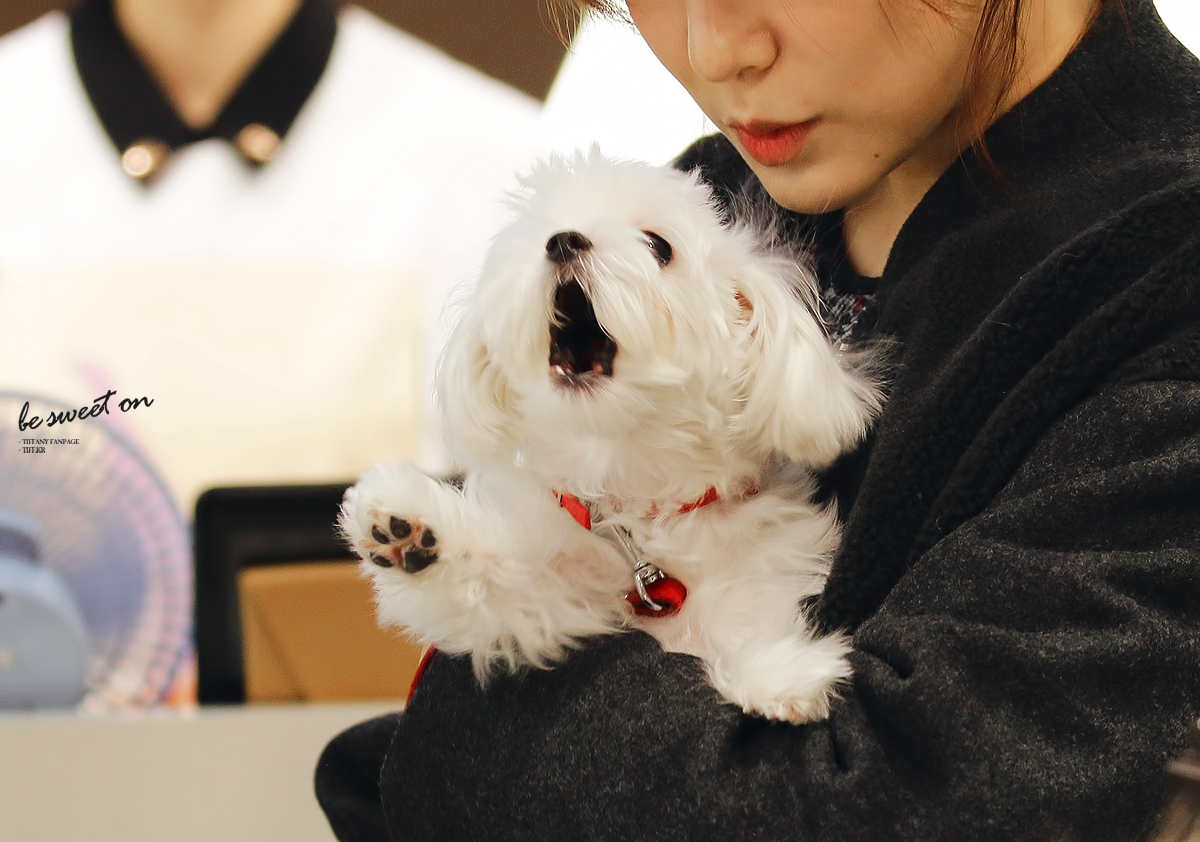 [PIC][28-11-2013]Tiffany ghé thăm cửa hàng "QUA" ở Hyundai Department Store vào trưa nay - Page 3 27337243529C970D33DF55